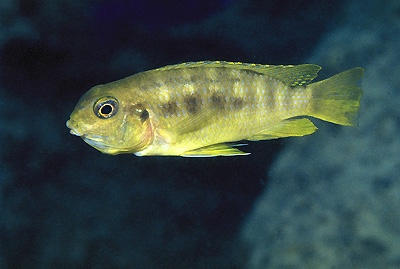 Tropheops sp. 'higga' Ngkuyo Island
